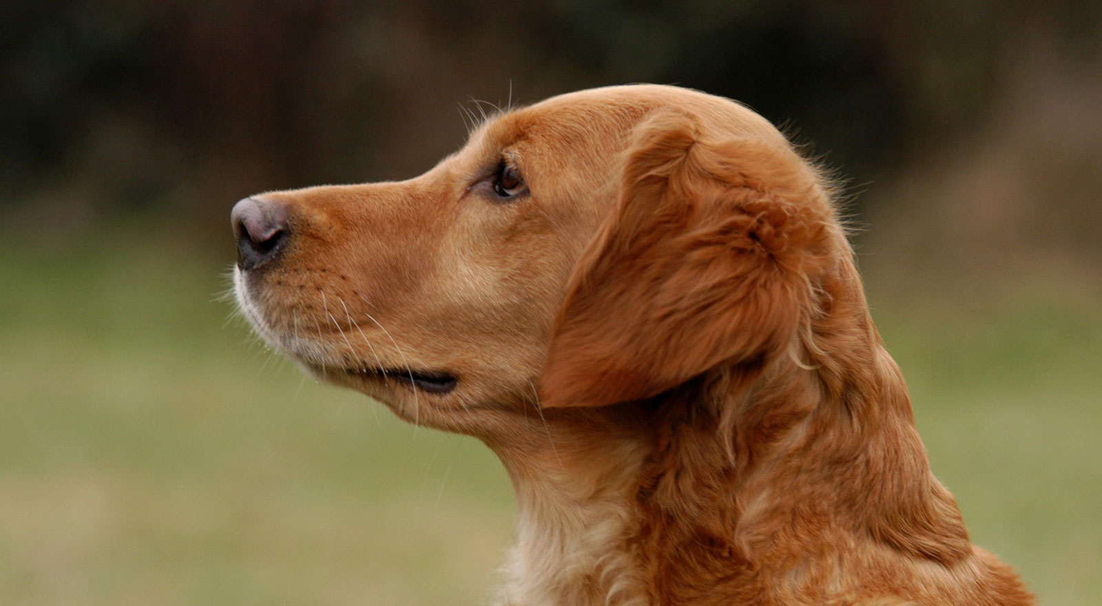 Cool Marker's Golden Retriever